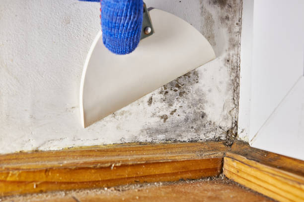 Best Mold-Related Health Consultation  in Country Walk, FL